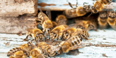 Imkervereniging Haarlem geeft een bijenworkshop bij Tuincentrum de Oosteinde: