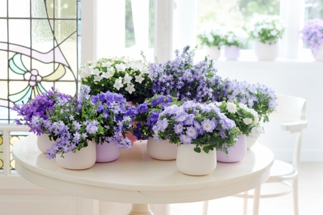 Campanula assortiment tuincentrum de oosteinde