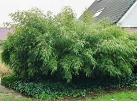 Fargesia Rufa (bamboe)