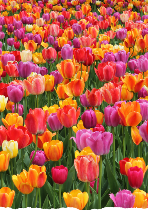 Voorjaarsbollen | Tuincentrum de Oosteinde