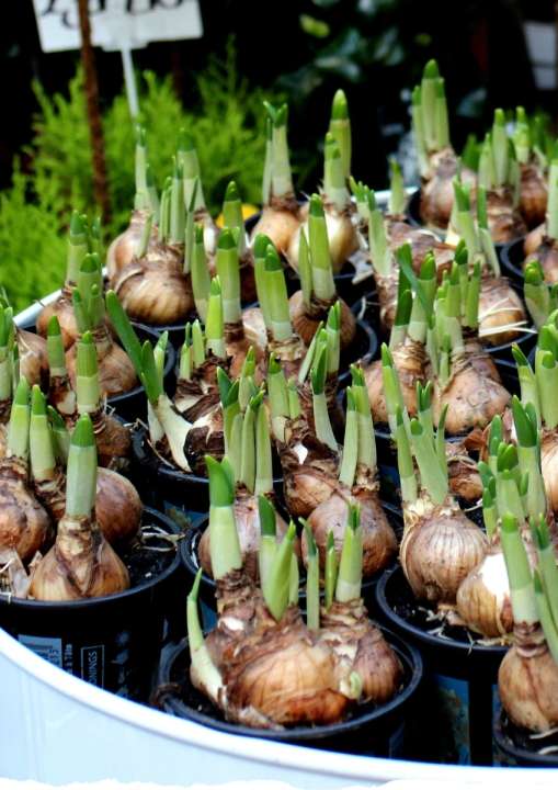 Bollen op pot | de Oosteinde Bollen op pot | de Oosteinde