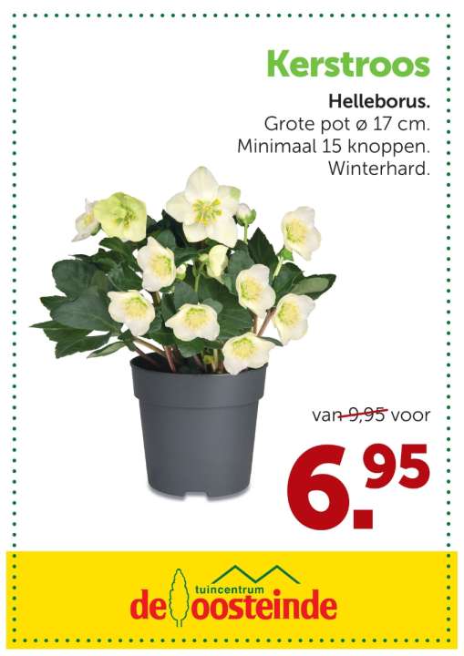 Kerstroos | de Oosteinde