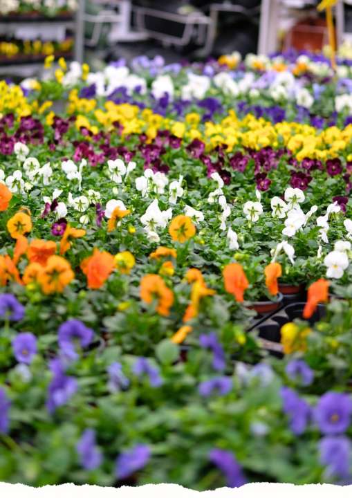 Lentekleur | De Oosteinde Lentekleur | De Oosteinde