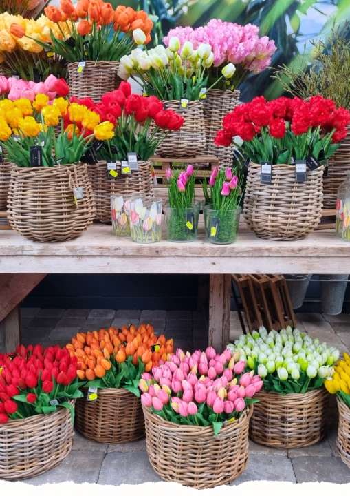 Tulpen | de Oosteinde Tulpen | de Oosteinde