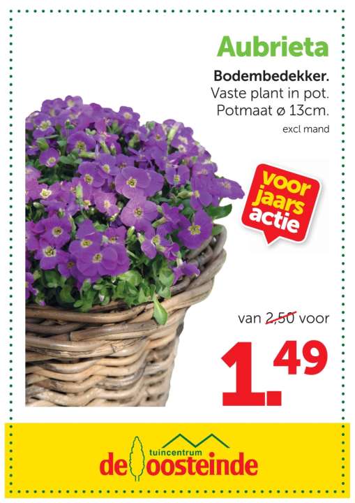 Aubrieta | De Oosteinde