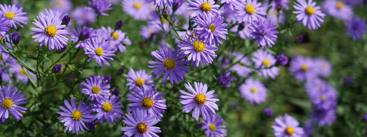 Voor asters bent u bij de Oosteinde aan het juiste adres!