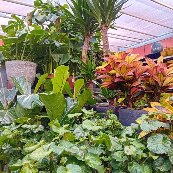 IJsselmuiden | de Oosteinde IJsselmuiden | de Oosteinde