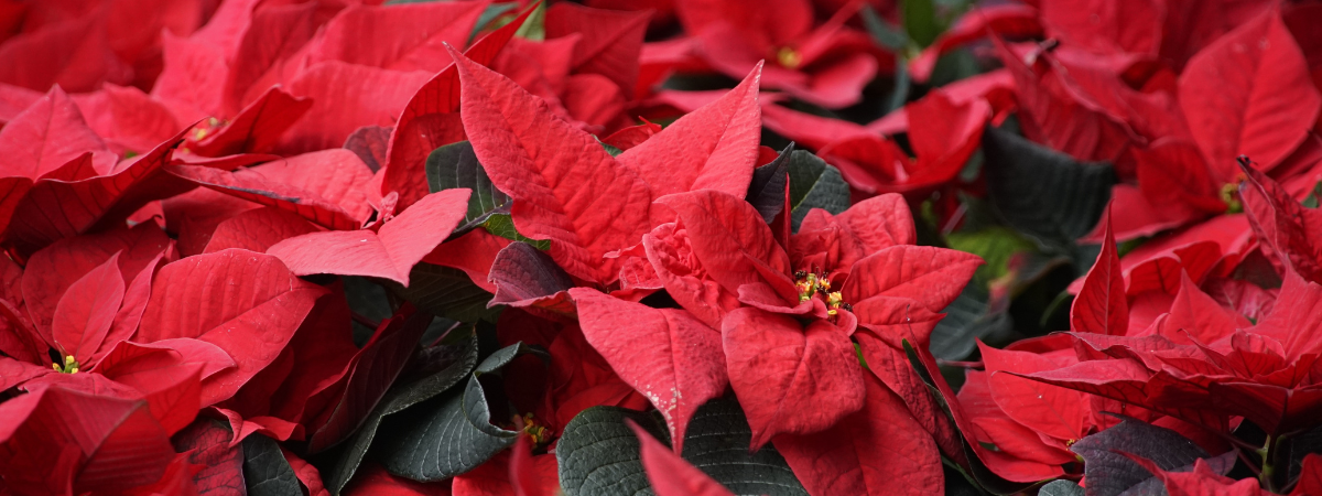 De Kerstster verzorgen | de Oosteinde