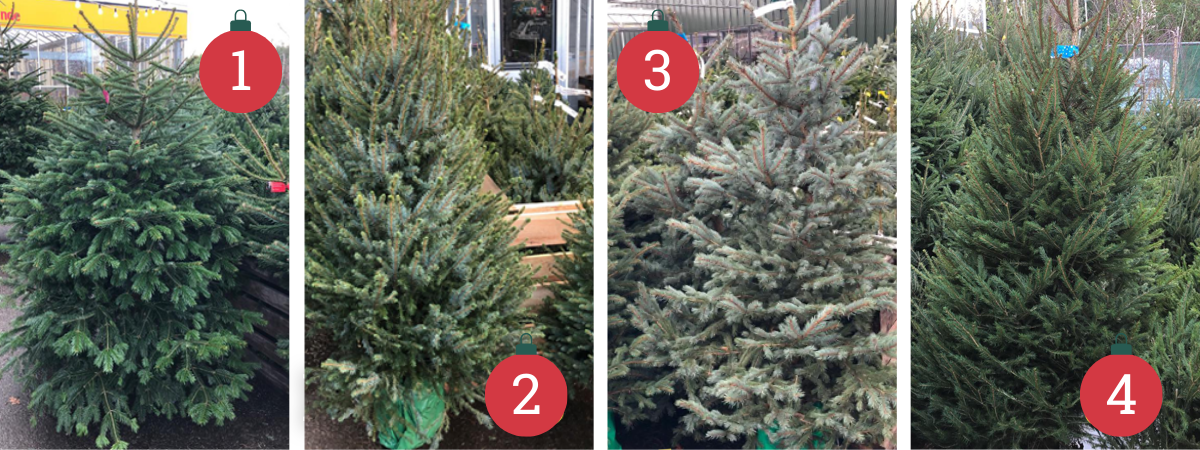 Kerstbomen kopen | Tuincentrum de Oosteinde
