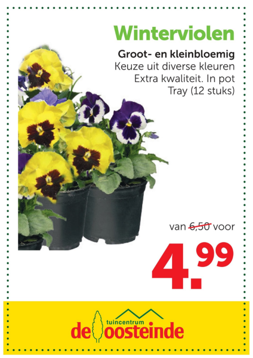 Winterviolen | de Oosteinde