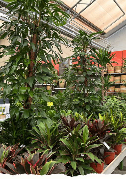 Kamerplanten | de Oosteinde
