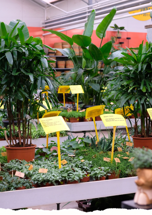 Kamerplanten | De Oosteinde