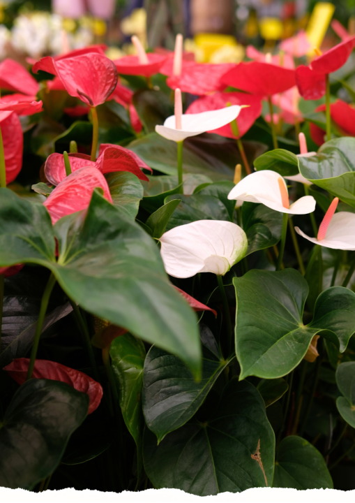 Kamerplanten | De Oosteinde Kamerplanten | De Oosteinde