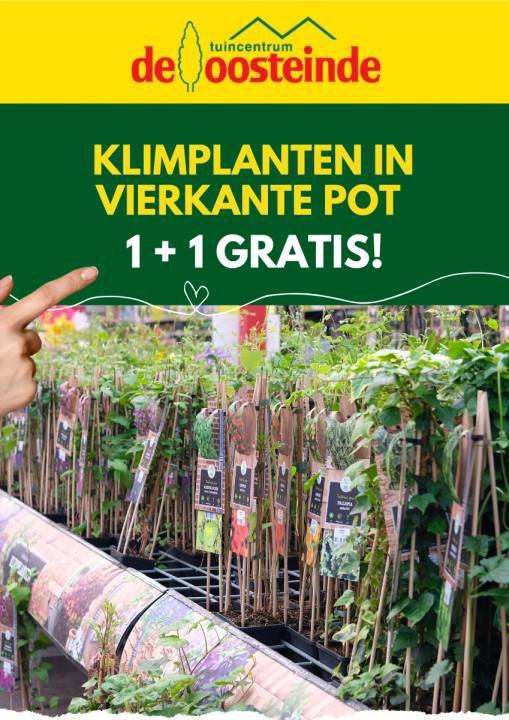 Klimplanten | De Oosteinde