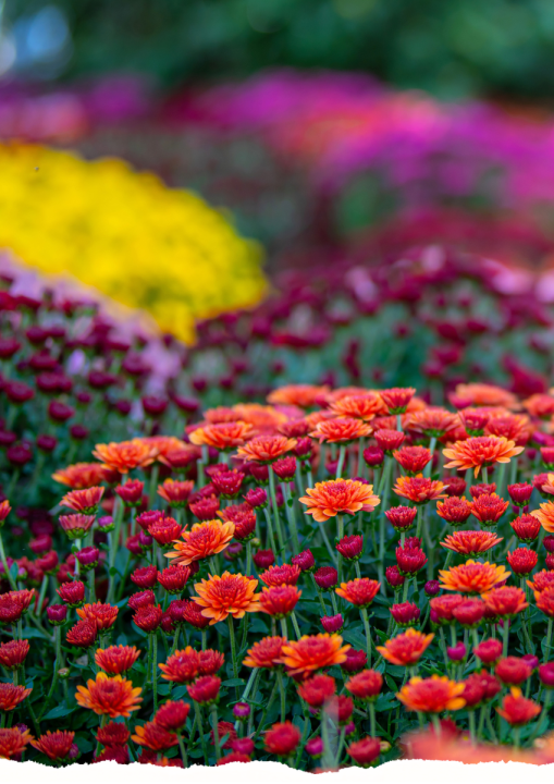 Tuinplanten | De Oosteinde