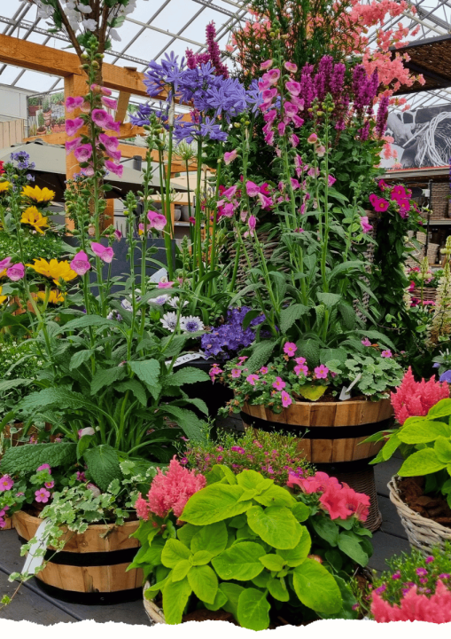 Tuinplanten | de Oosteinde