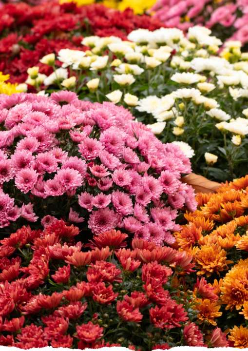 Tuinplanten