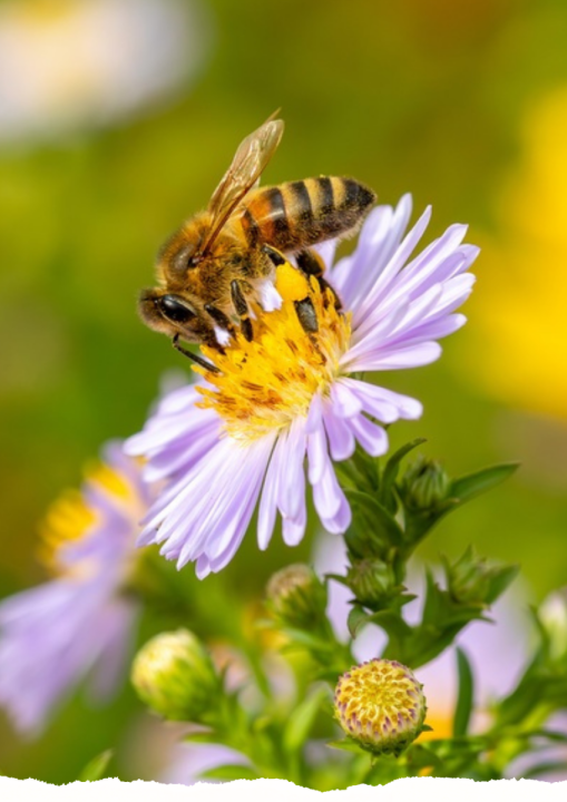Tuinplanten | De Oosteinde