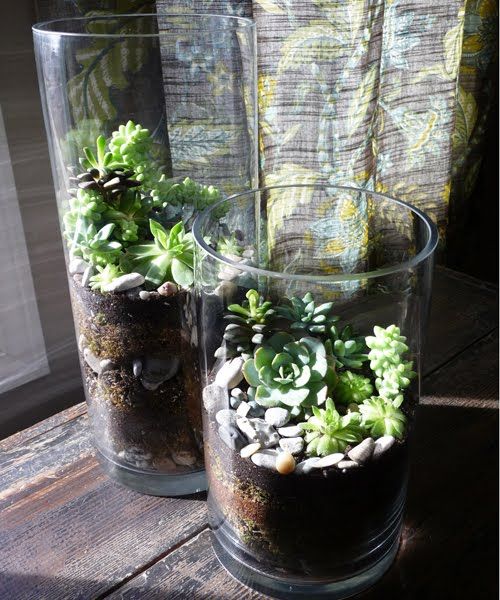 Woestijntuintje met cactus en vetplant DIY Woestijntuintje met cactus en vetplant DIY