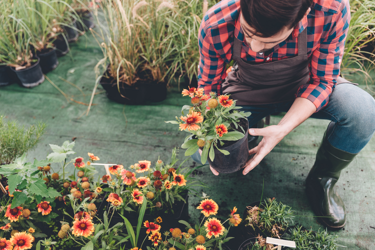 planten