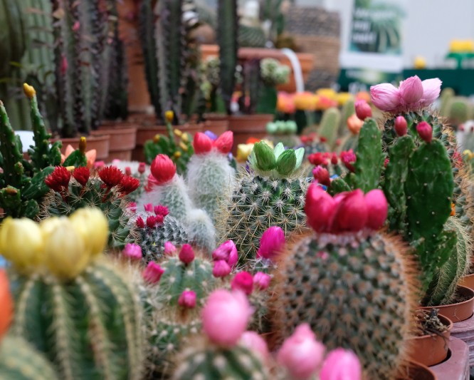 Cactus kopen | de Oosteinde
