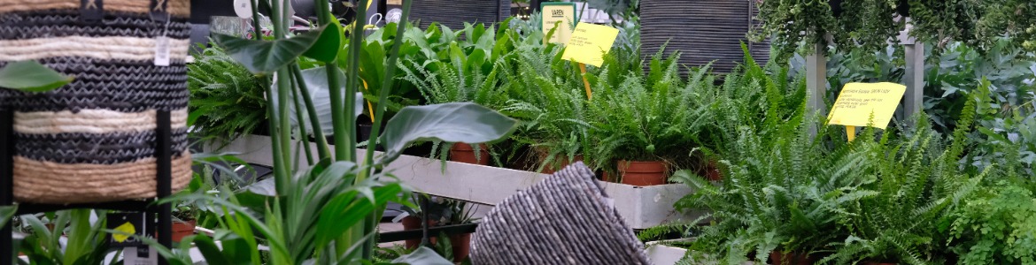 Groene kamerplanten kopen | De Oosteinde