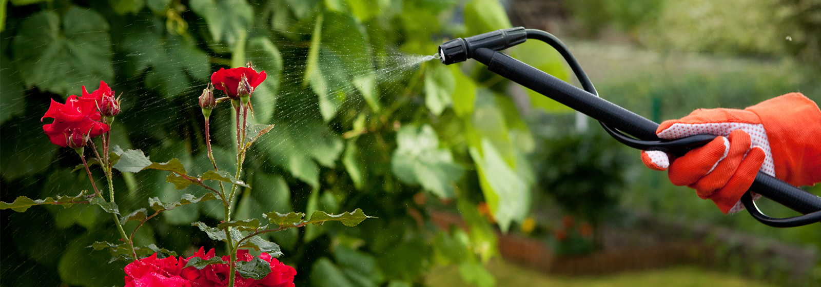 in optimale conditie