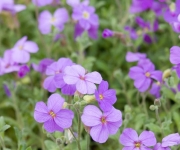 Aubrieta – Volop bloeiend in het voorjaar!