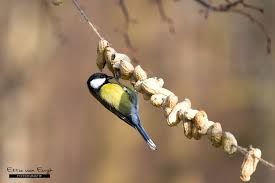 Kinderactiviteit : vogelvoer maken met het WNF