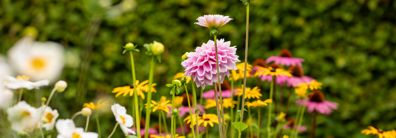 TUINPLANTEN