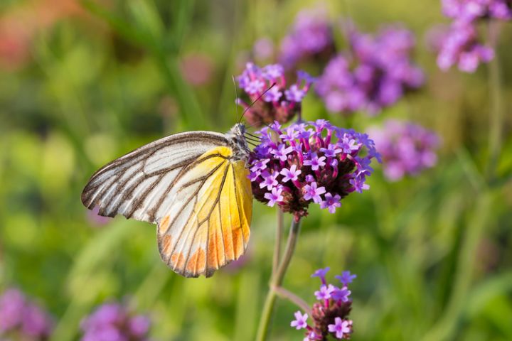 15 Vlinderplanten voor in uw tuin