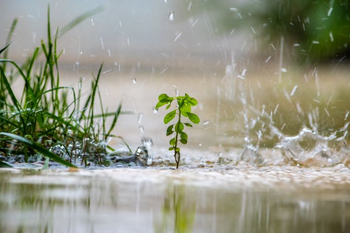 19 tips voor een watervriendelijke tuin