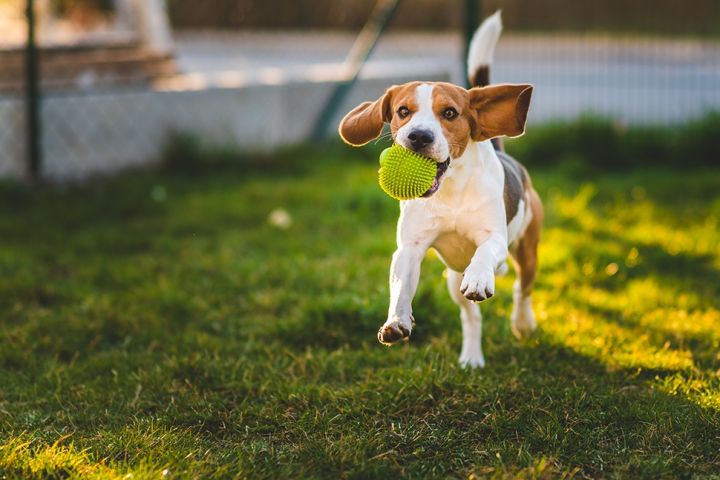 Alles voor Dierendag in het tuincentrum