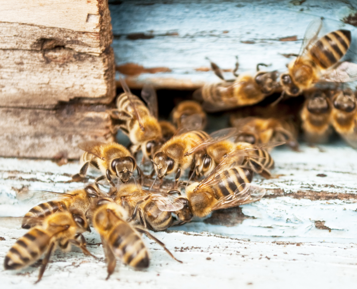 Bijen in de tuin