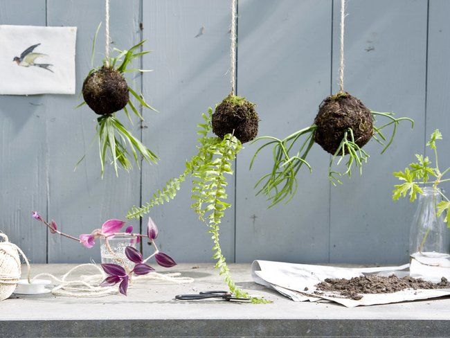 DIY: Kokedama maken