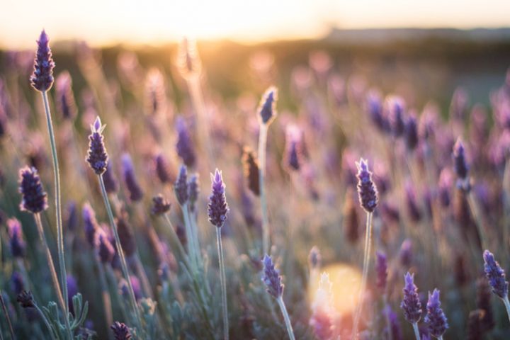 Lavendel: Balkonplant van 2018