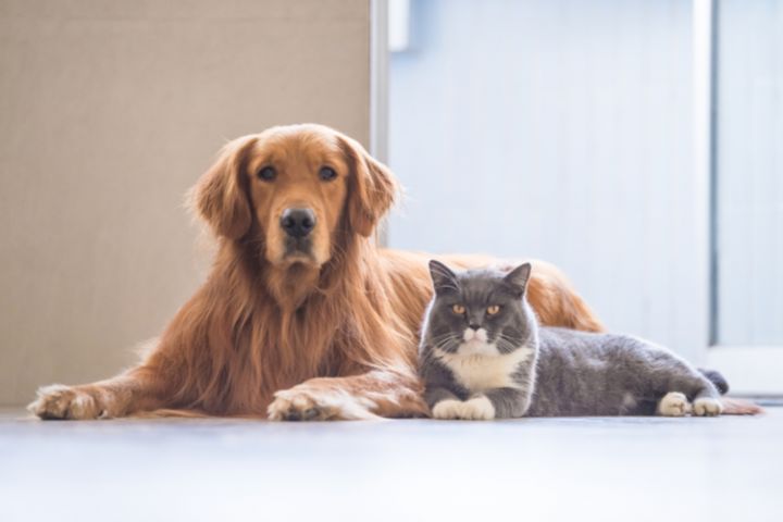 Komt u ook uw hond, kat of konijn laten vaccineren of chippen?