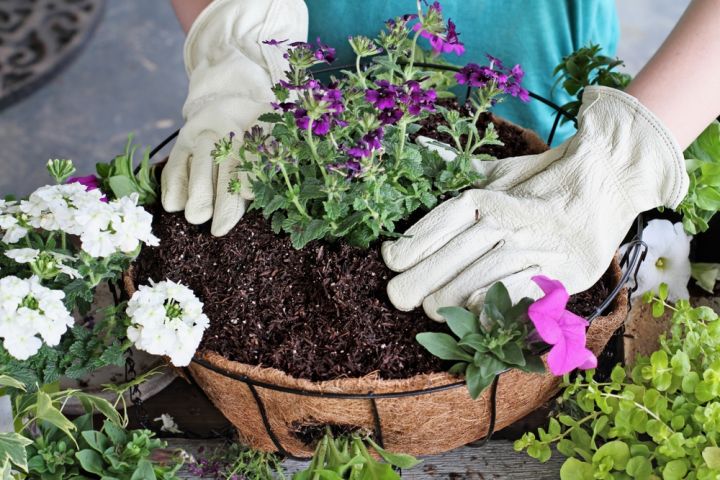 Maak een fleurige hanging basket