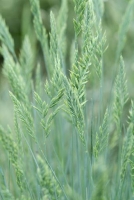 Zeewindbestendige planten voor op een balkon of in de tuin: