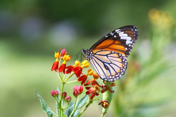 Vlinders tellen en vlindervriendelijke tips