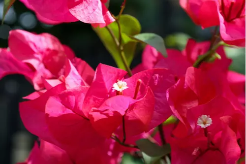 Zomerbloeiers: een kleurexplosie in de tuin!