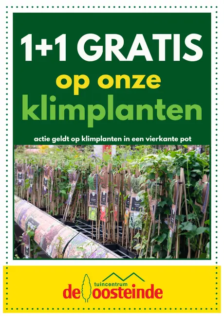 1 + 1 gratis op klimplanten in vierkante pot