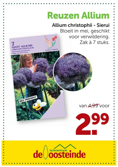 Allium christophii planten! Nu in de aanbieding