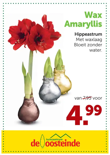 Amaryllis