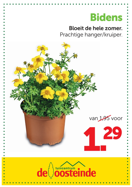 Bidens