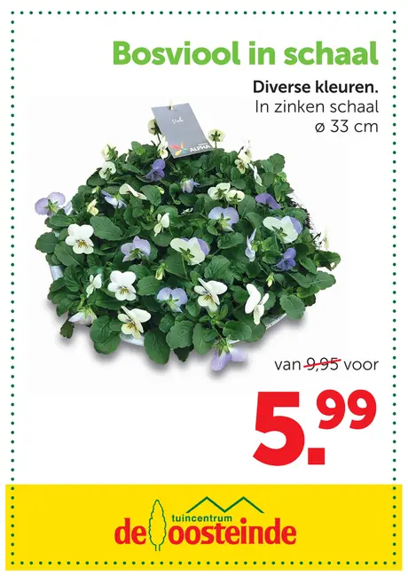 Bosviool in schaal