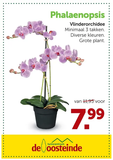 Een goed (orch)idee: de Phalaenopsis