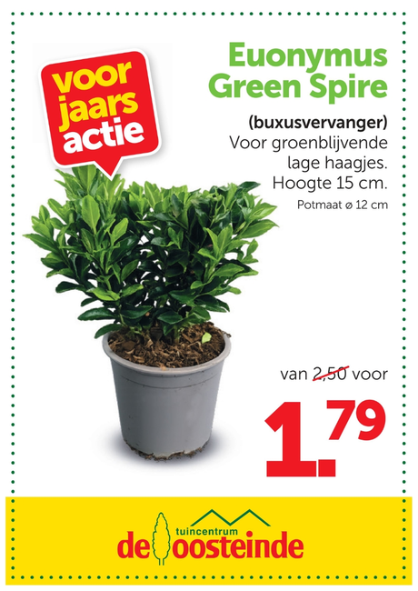 Euonymus ‘Green Spire’