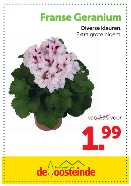 Franse Geranium