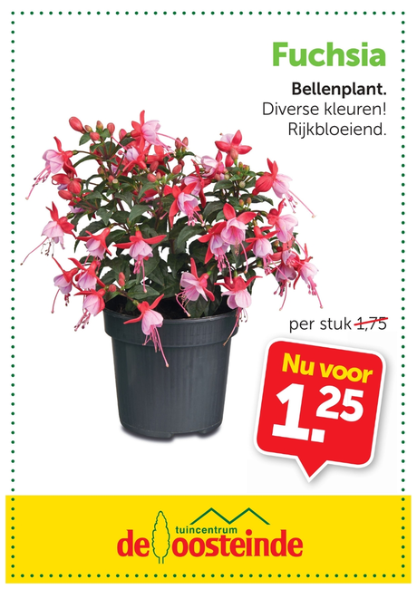 Fuchsia